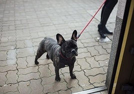 Un perro con una correa.