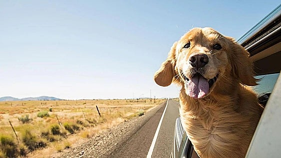 Susana Alfageme, abogada: «La responsabilidad de tener un perro no se va de vacaciones»