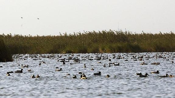 Aves en la Albufera de Valencia. 