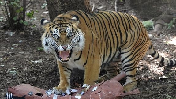 Ejemplar de tigre de Sumatra. 