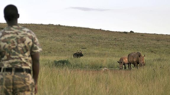Un guardia del Parque de Rinocerontes y Leones, a las afueras de Johannesburgo, vigila a un rinoceronte y su cría.