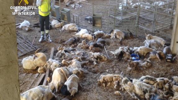 Cadáveres de cabras en la explotación investigada.