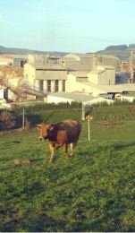 EMPRESA. Una vaca en uno de los prados anexos a la calera. / P. N.