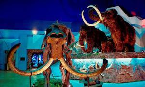 Exposición de fauna glacial en el Museo del Jurásico. / NEL ACEBAL