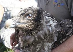 'Atilano' ya está en los Picos