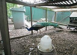 Enjaulado un pavo real del parque tras el ataque a un niño
