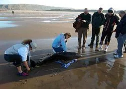 Logran salvar a un cachalote varado en la playa de San Juan de Nieva