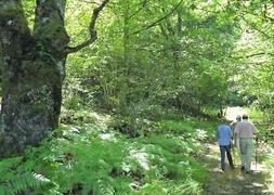 Montes y bosques autóctonos de La Viliella y El Corralín. ::                             CARMEN PIÑÁN