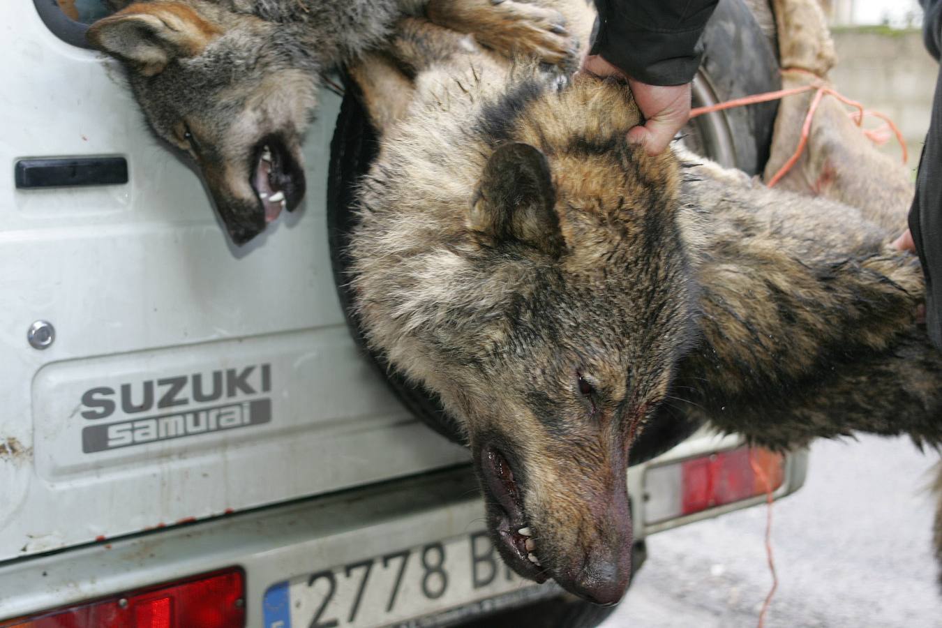 El Principado prevé abatir cincuenta ejemplares de lobo a lo largo del presente año