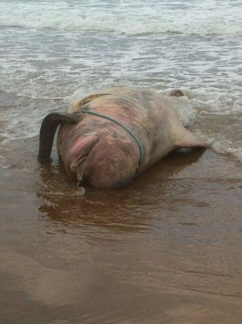 Calderón común, el lunes, en la playa de Vega. 