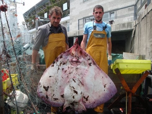 El pesquero llanisco 'Bramadoria' captura en sus redes una raya de 52 kilos