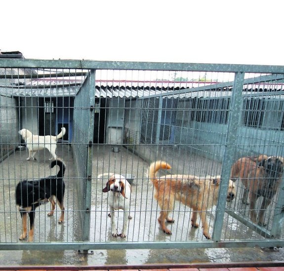 Animales en la perrera de Langreo. 