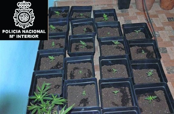 Imagen cedida por la Policía Nacional en la que se aprecian parte de las plantas intervenidas. 