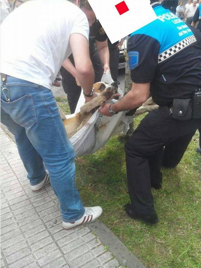Una asociación se querella contra el conductor que arrastró a su perro atado a su coche en El Entrego