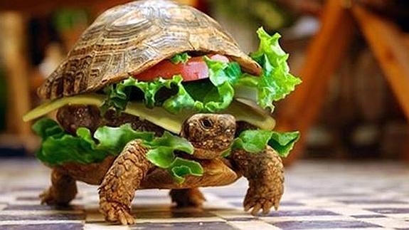 Intenta colar a su tortuga en un avión disfrazada de hamburguesa