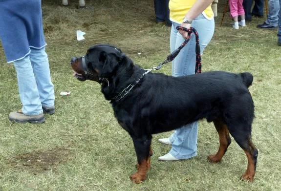 Un rottweiler con correa y bozal. 