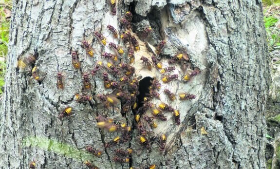 Los avispones tratan de formar enjambre en un árbol ayer en Las Lláscaras, donde se tomó la imagen.