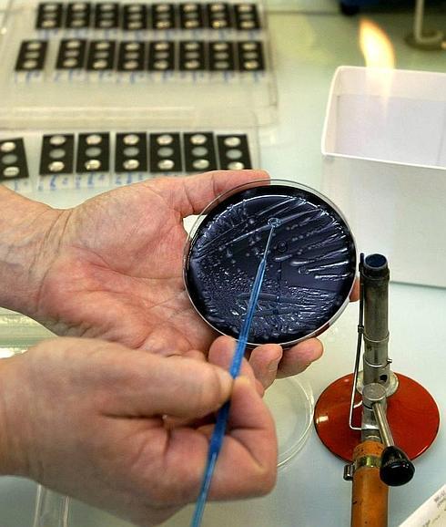 Un tecnico sostiene un cultivo de legionela en el Centro Nacional de referencia de la Legionela de Lyon