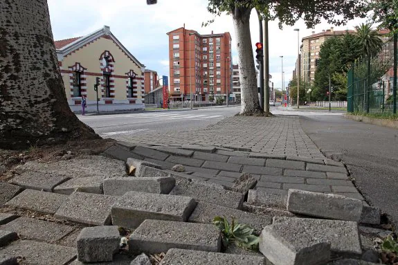 Las raíces de los árboles han levantado todo el espacio adoquinado de la calle Gutiérrez Herrero en su margen izquierda. 