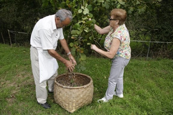 Román Canal y Chelo recogen avellanas de un ablanu. El 5 de octubre acudirán al Festival de Infiesto con cerca de 100 kilos de este fruto. 