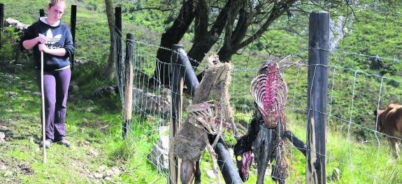 Una ganadera observa los restos de varias ovejas tras un ataque del lobo en 2013. 