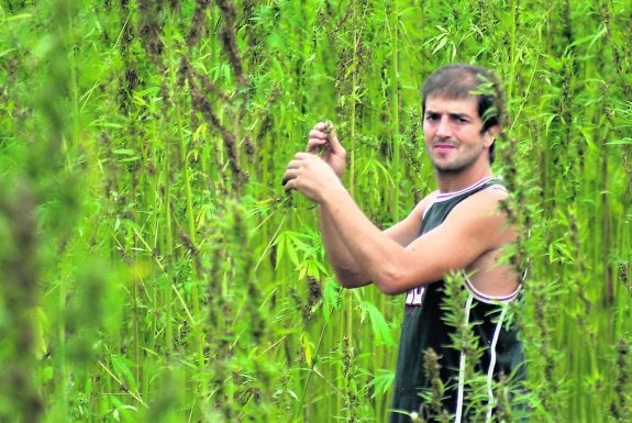 Jorge Huergo, en plena campaña de cosecha, inspecciona algunas de las plantas que tiene en su finca de Vega. 