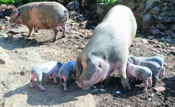 Varias crías de tres semanas maman de una hembra de gochu asturcelta en la localidad moscona de Loredo. 