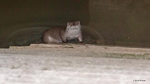 «La nutria es una especie agresiva que no pinta nada en Gijón»