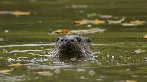 Una nutria, en el estanque del parque de Isabel la Católica.