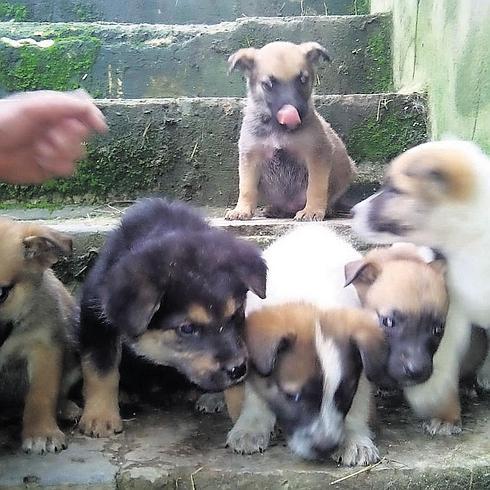 Seis cachorros en busca de hogar