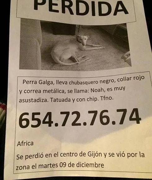 Hacen un llamamiento a través Facebook para encontrar a una perra desaparecida en Gijón