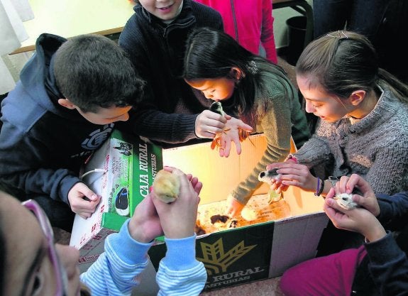 Alumnos que cuidaron los huevos, contemplan los pollitos. 