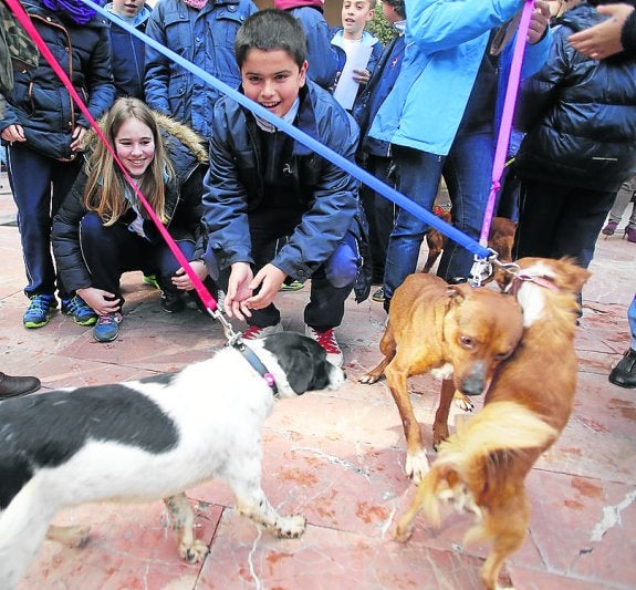 Langreo incentiva la adopción de perros