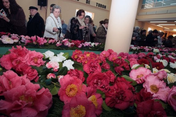 Numerosos aficionados al arte floral acudieron ayer a la muestra de camelias. 