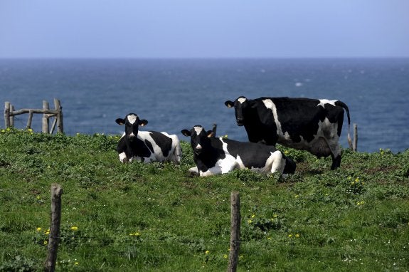 Tres vacas descansan en una finca cercana al mar, en Tapia de Casariego. 