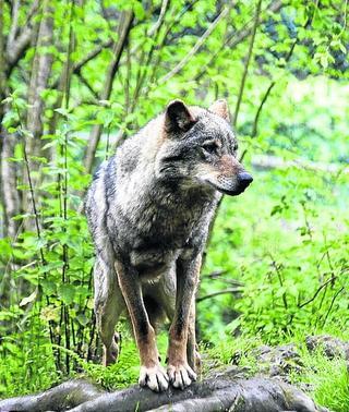 Los lobos matan  cabezas de ganado al año en toda Asturias | El  Comercio