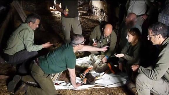 El equipo de rescate trabaja en la propia cabaña para intentar salvar a la osa.