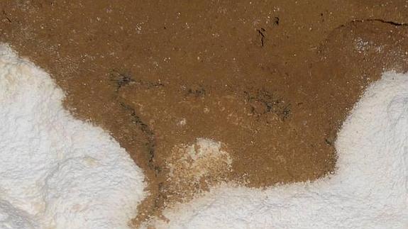 Cabeza de oso descubierta en la cueva de Tito Bustillo.