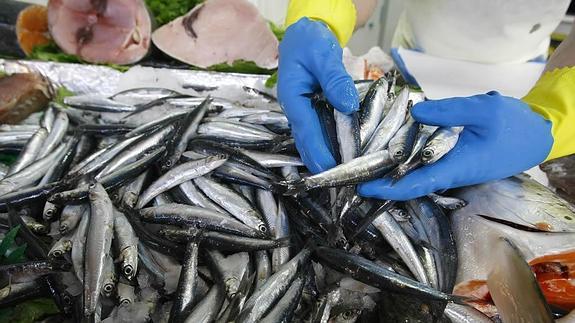 Bocarte del Cantábrico en una pescadería.