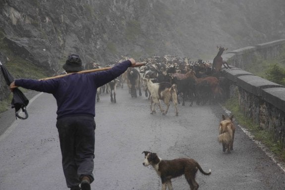 Antonio Fernández, natural de Gamonéu de Cangas, subiendo sus cabras al puertu, cita a la que no falta hace 59 años. 