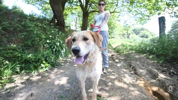 Voluntarios de Masquechuchos pasean a los perros por la zona. 