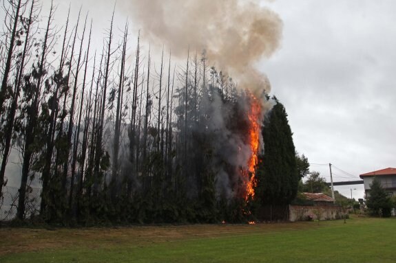 Las llamas quemaron varios ejemplares de ciprés. 