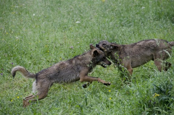 Los dos lobos ibéricos de la Casa del Lobo de Belmonte capturados en Ponga el pasado año son de la misma raza que los que habitan en los Picos de Europa. 
