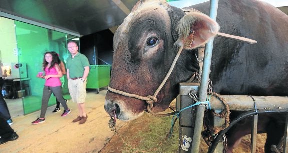 Imagen de uno de los ejemplares de la exposición durante la jornada inaugural. 