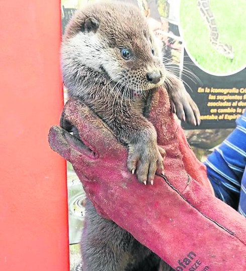 La nutria recogida en La Isla ya se encuentra en libertad. 