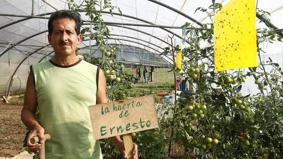 Ernesto, feliz, en su huerta de tomates.