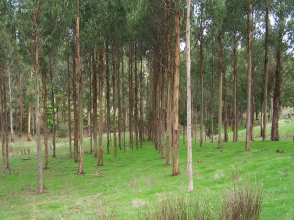 La Audiencia Nacional confirma la peligrosidad del eucalipto 'nitens'