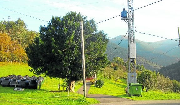 El tejo, junto al tendido de la línea eléctrica. 