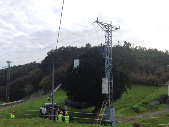 Poda del tejo, de 700 años, realizado ayer. 