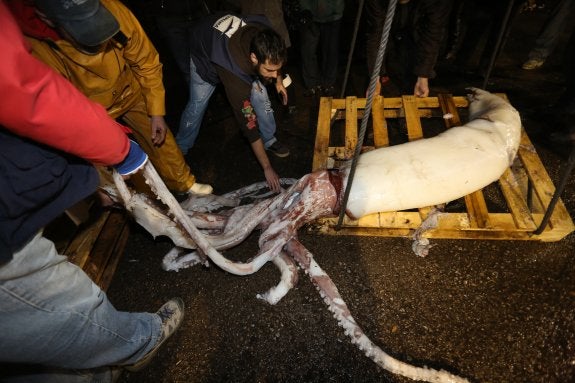 Descarga en el Rendiello del calamar gigante aparecido anteayer cerca del Cañón de Lastres. 